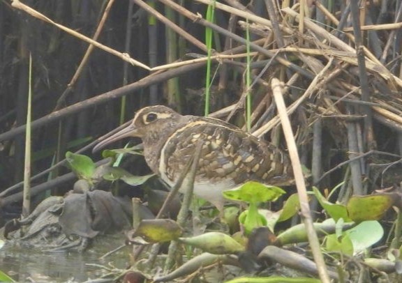 חרטומית בנגלית - ML647552652