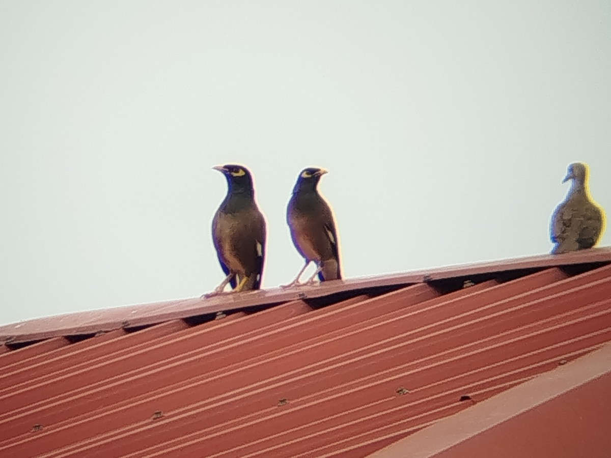 מיינה מצויה - ML647552655