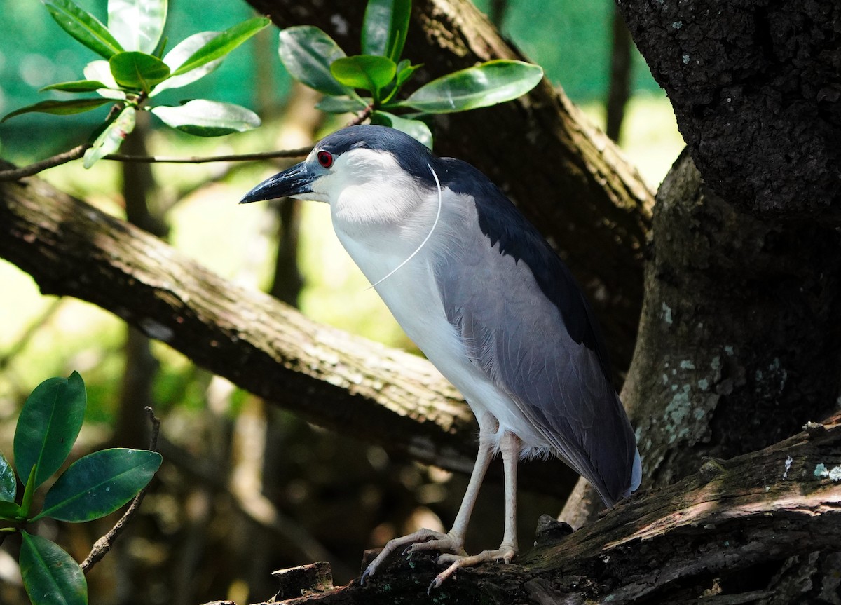 אנפת לילה - ML647552656