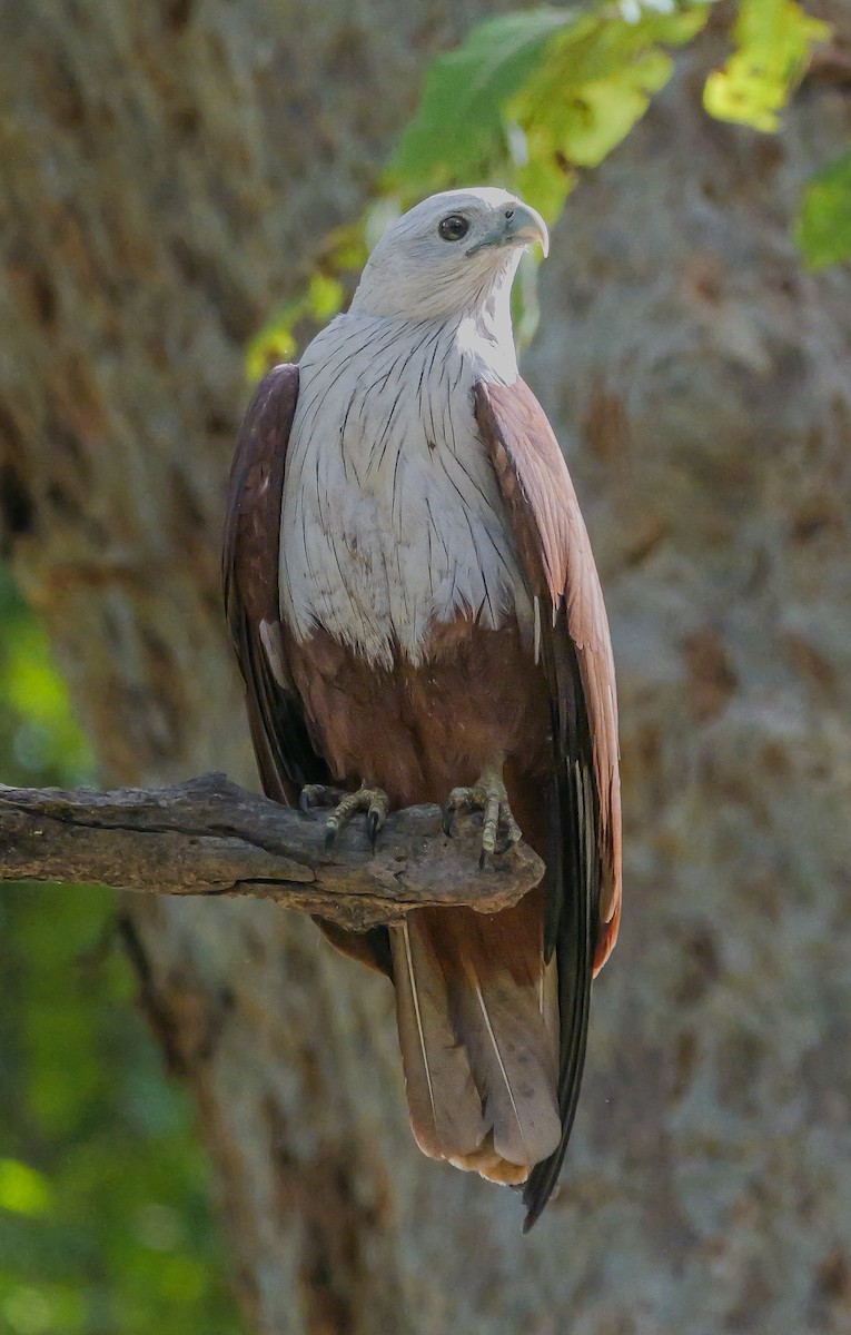 Brahminy Kite - ML647552657
