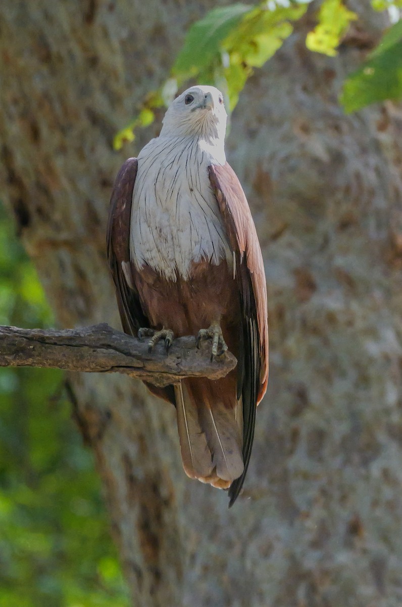 Brahminy Kite - ML647552658