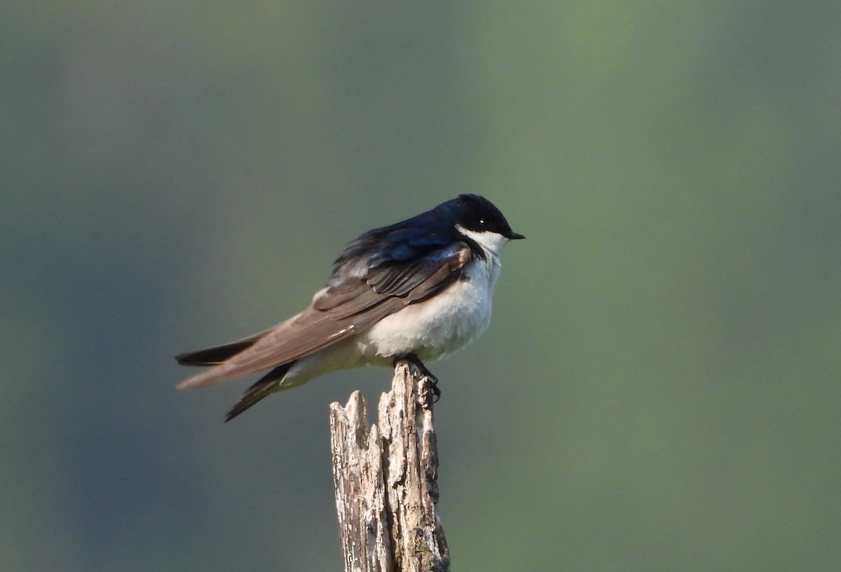 סנונית עצים - ML647552660