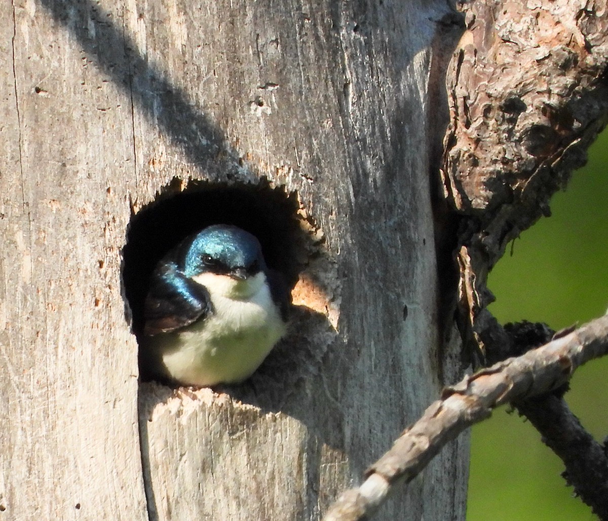 סנונית עצים - ML647552661
