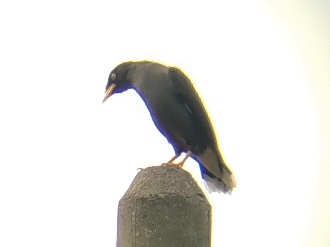 Javan Myna - ML647552662