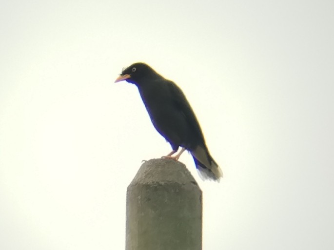 Javan Myna - ML647552663