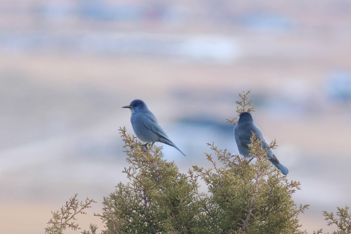 Pinyon Jay - ML647552665