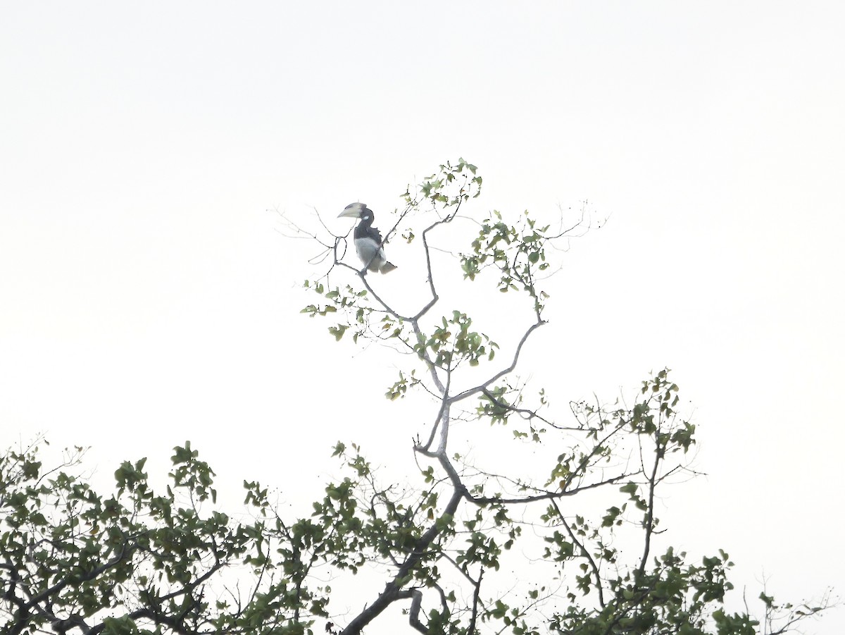 Malabar Pied-Hornbill - ML647552668