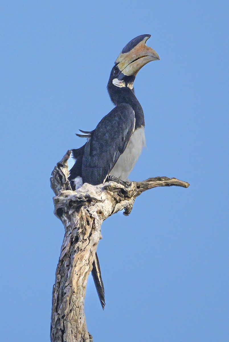 Cálao Coronado - ML647552669