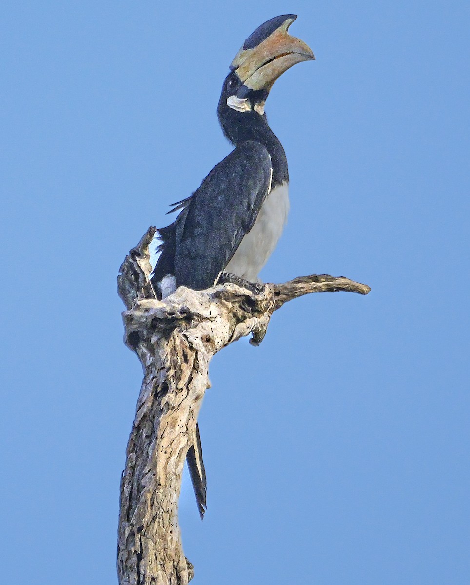 Malabar Pied-Hornbill - ML647552670