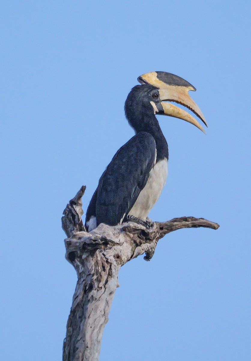 Cálao Coronado - ML647552672