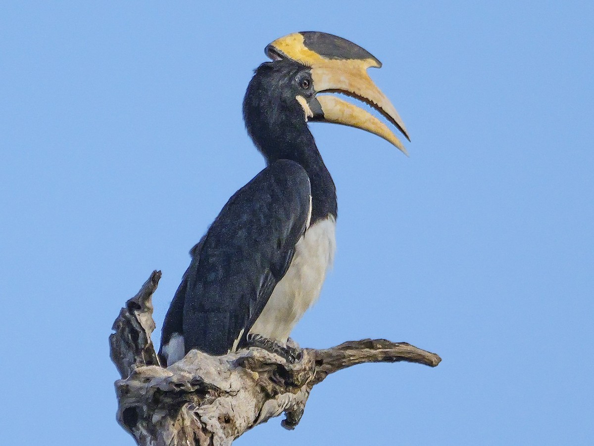 Malabar Pied-Hornbill - ML647552674