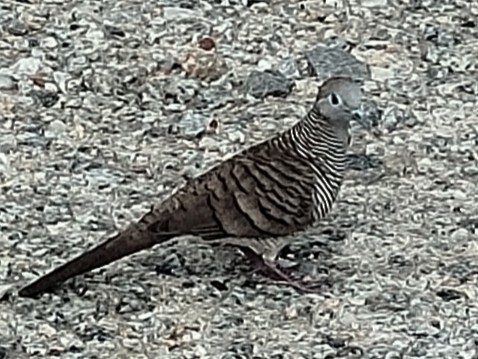Zebra Dove - ML647552675