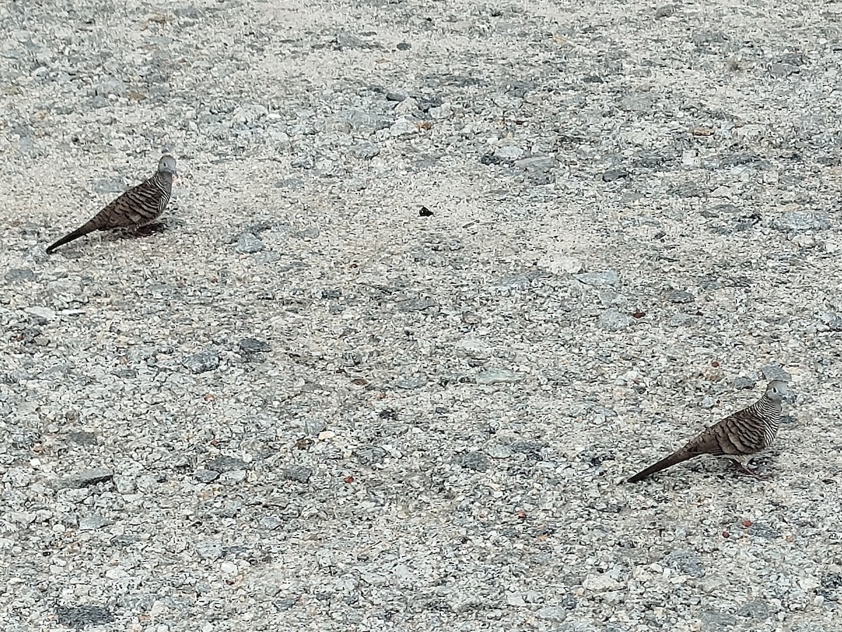 Zebra Dove - ML647552676