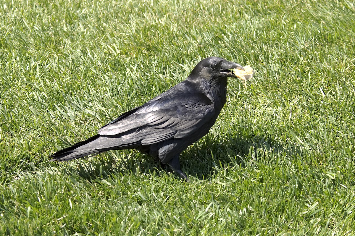 עורב שחור - ML647552678