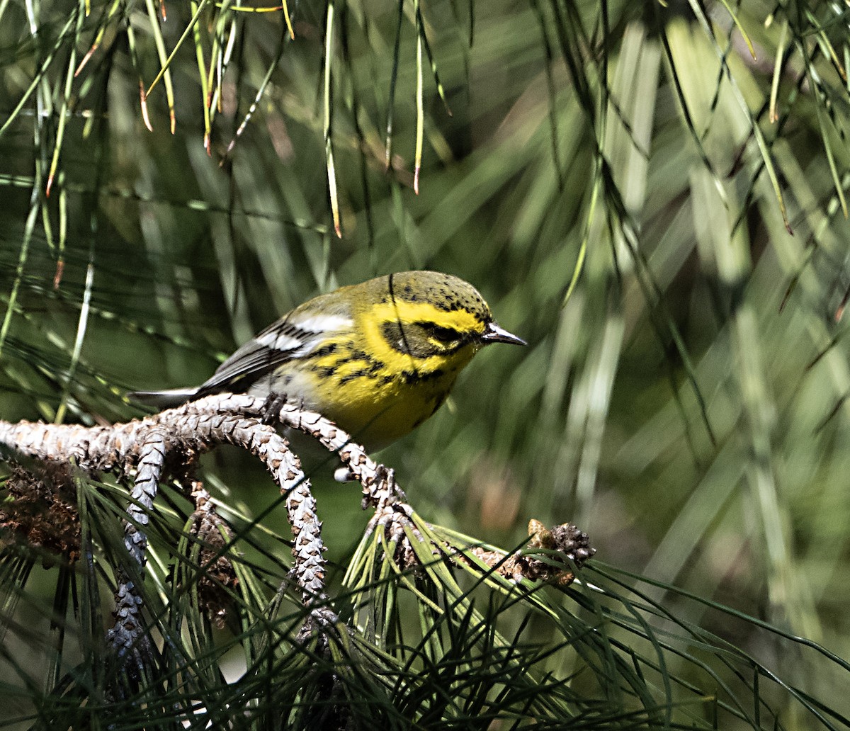 Townsend's Warbler - ML647552679
