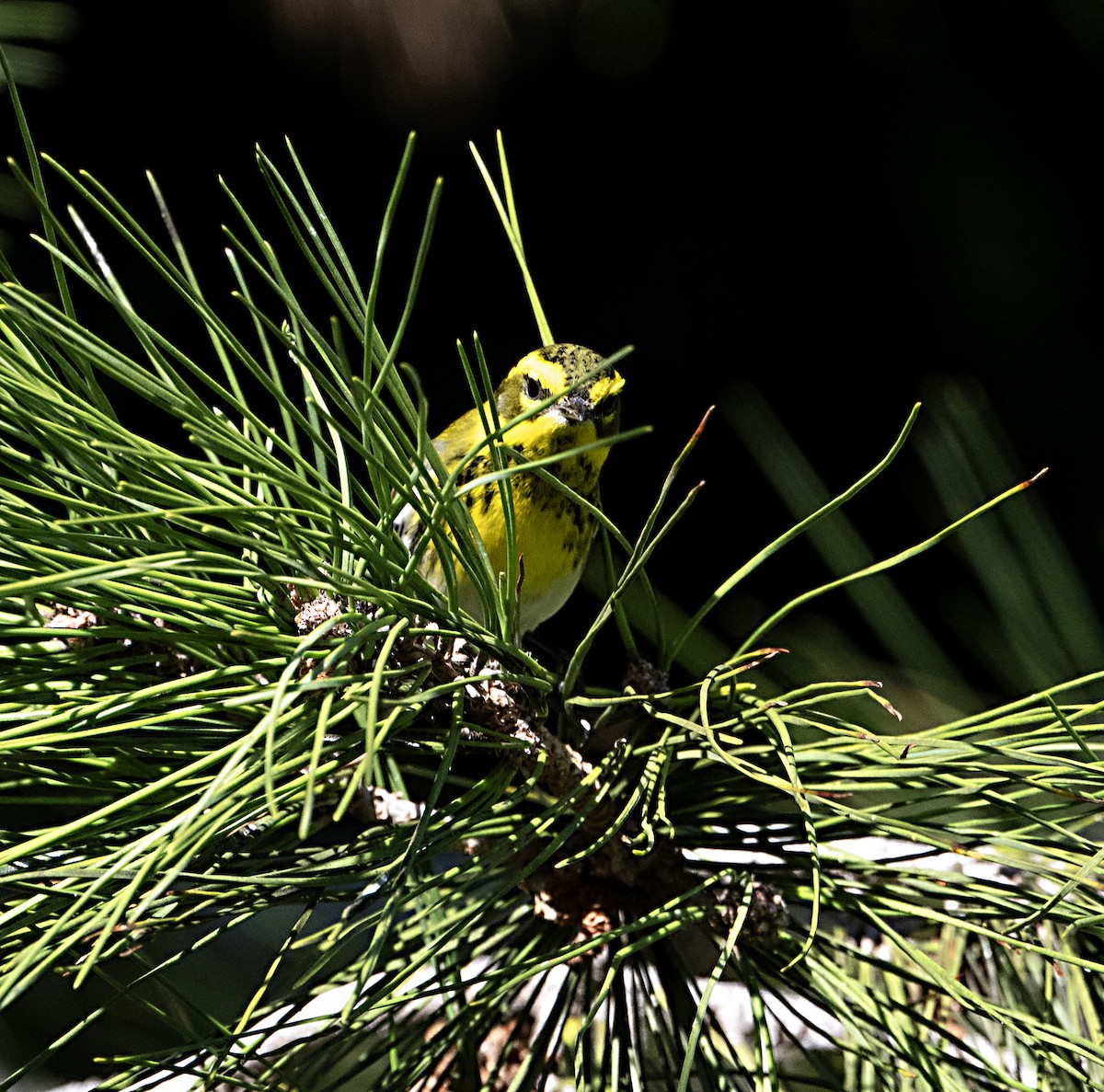 Townsend's Warbler - ML647552680
