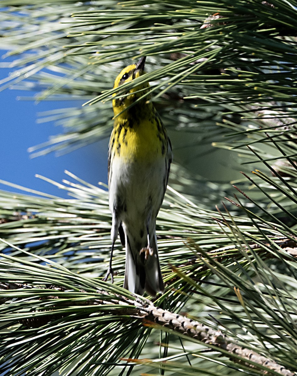Townsend's Warbler - ML647552681
