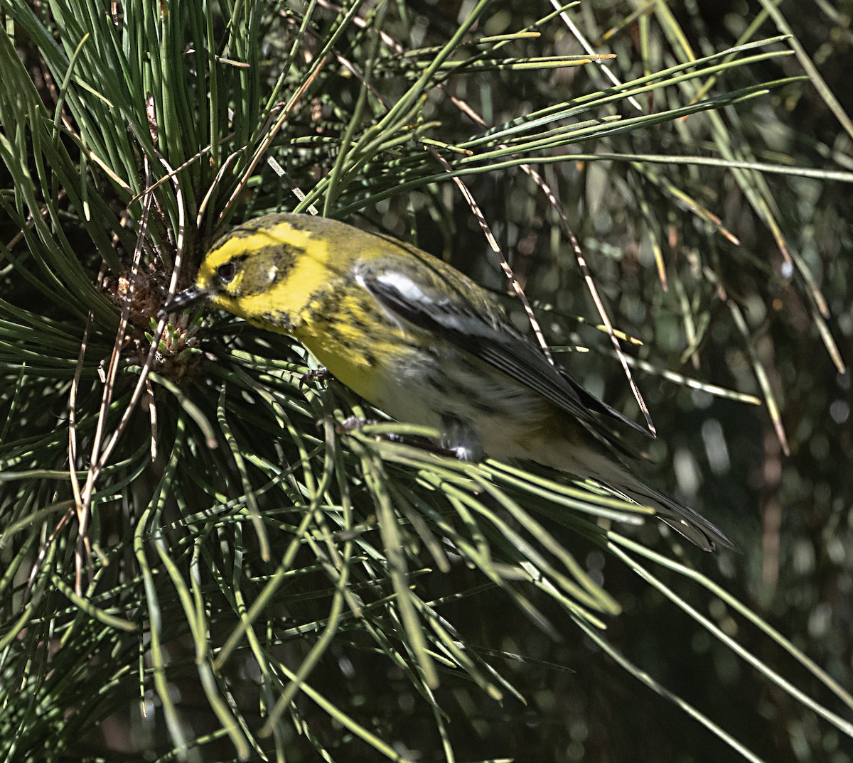 Townsend's Warbler - ML647552682