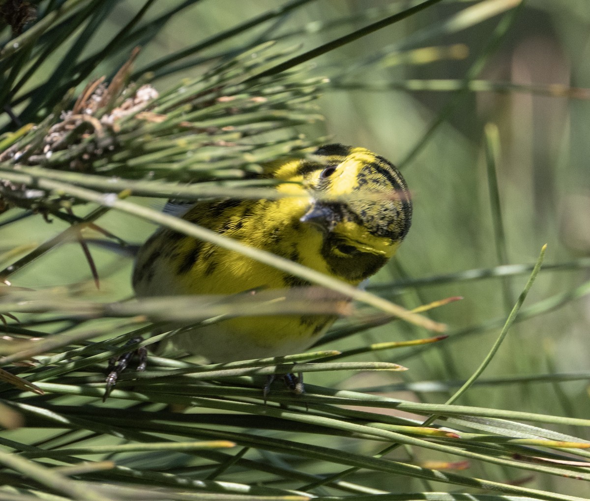 Townsend's Warbler - ML647552683