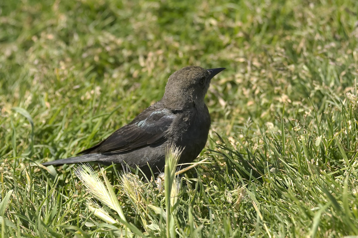 Brewer's Blackbird - ML647552684
