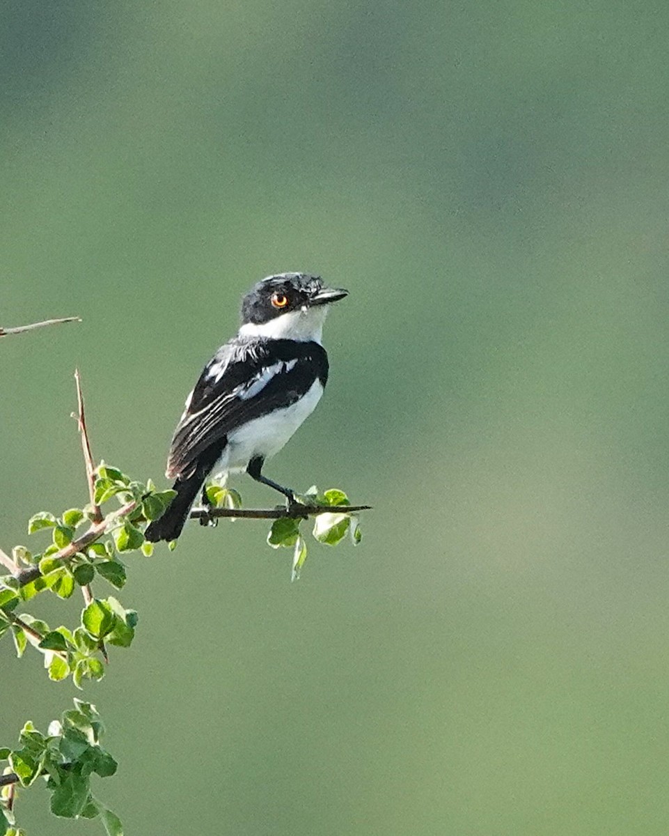 Pygmy Batis - ML647552685