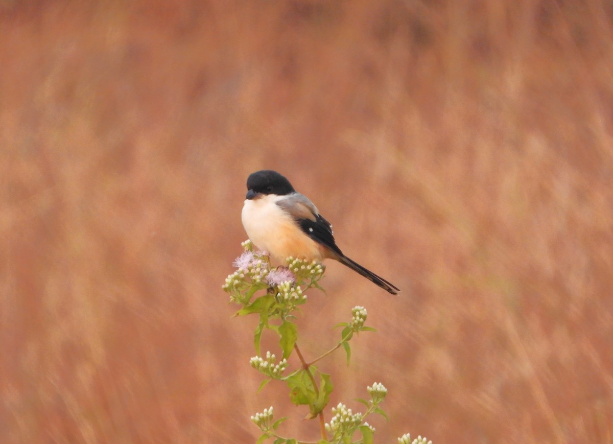 חנקן חלוד-גב - ML647552686
