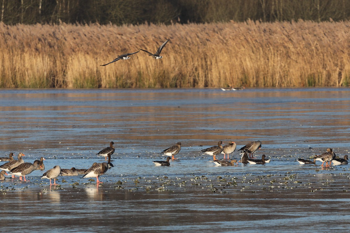 ハイイロガン - ML647552696