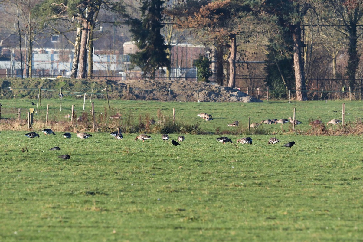 ハイイロガン - ML647552697