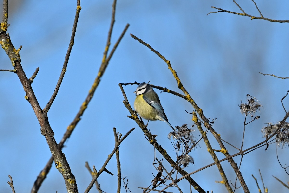 Eurasian Blue Tit - ML647552699