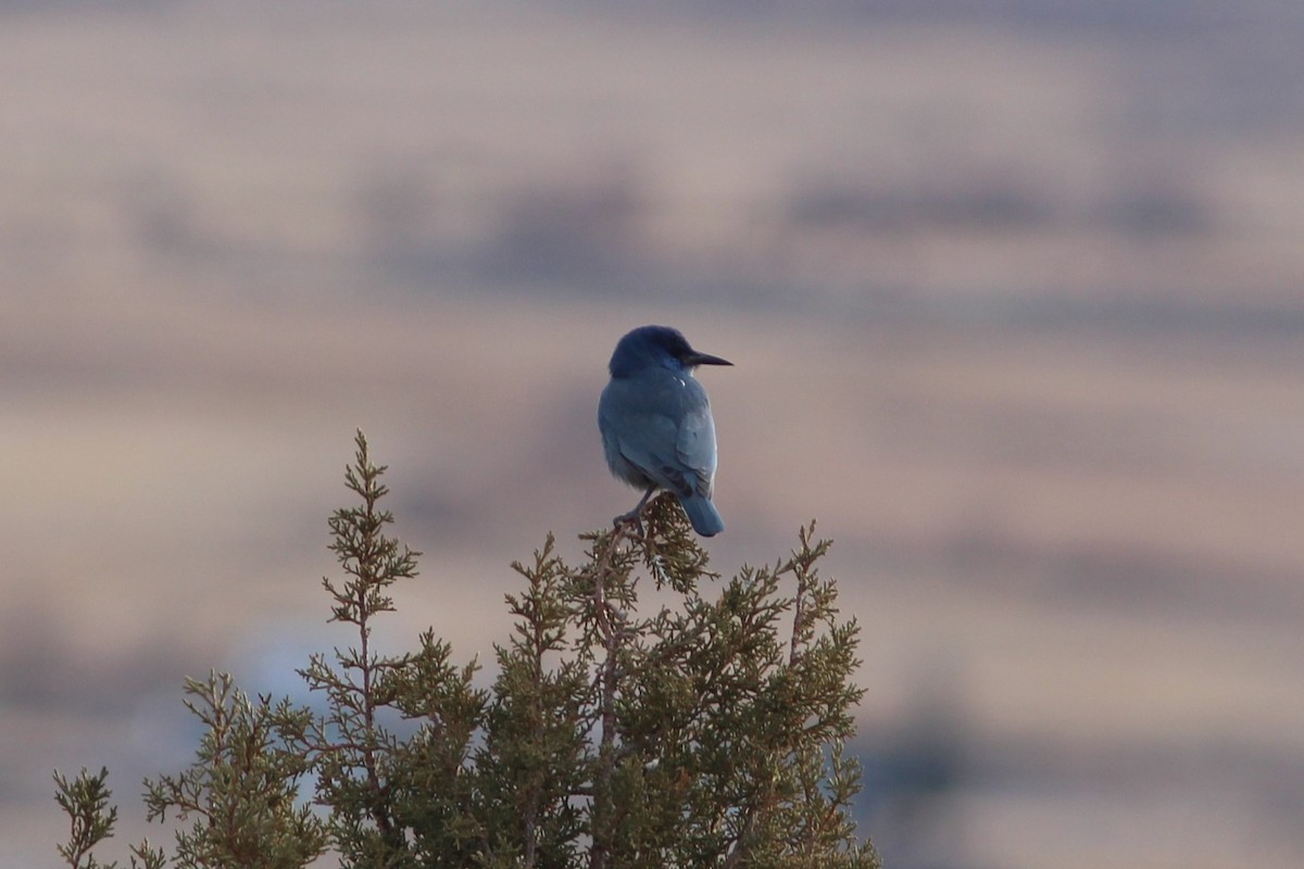 Pinyon Jay - ML647552712