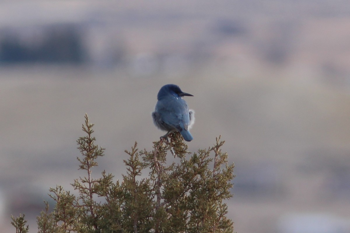 Pinyon Jay - ML647552727
