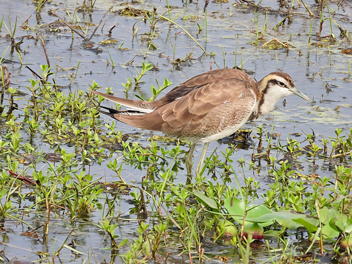 Jacana à longue queue - ML647552728