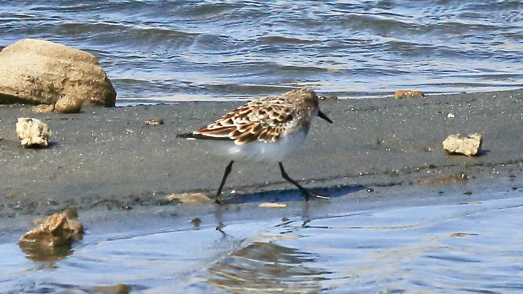 Küçük Kumkuşu - ML647552731