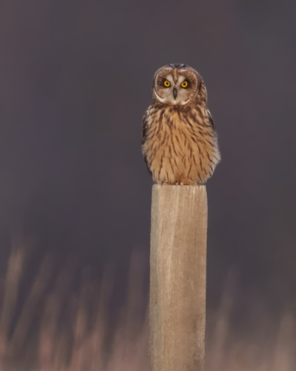 Zingira-hontza - ML647552732