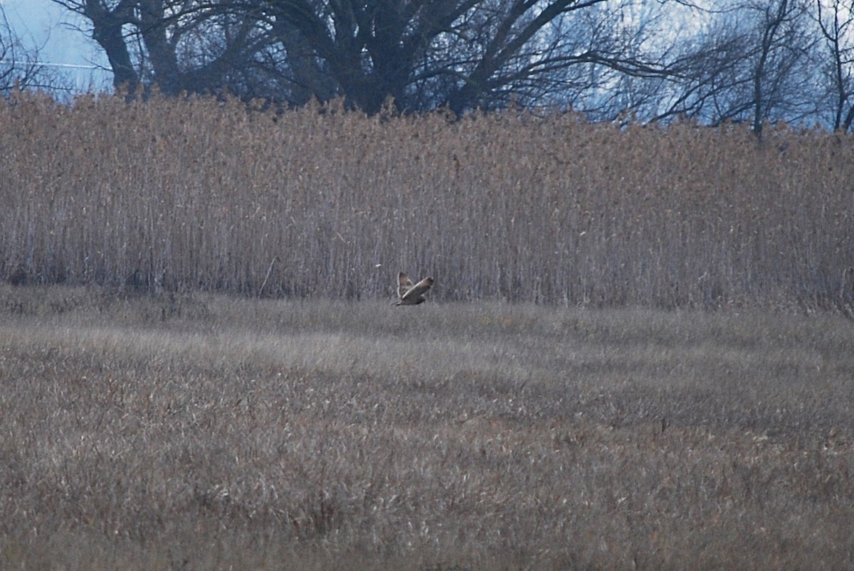 Zingira-hontza - ML647552734