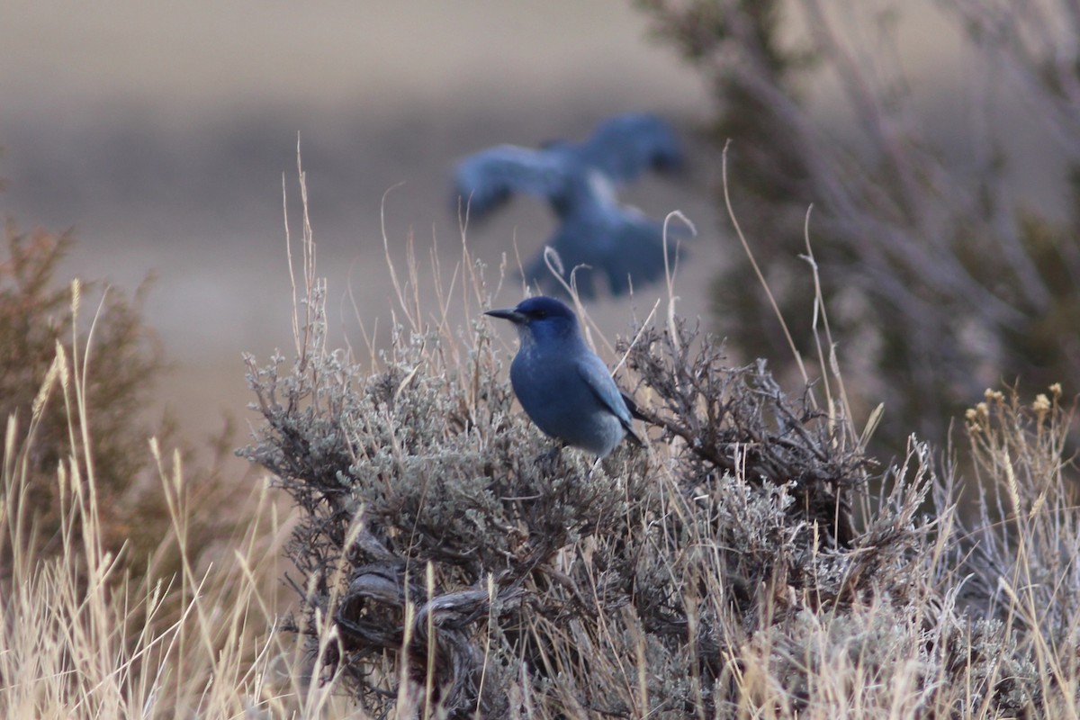 Pinyon Jay - ML647552742