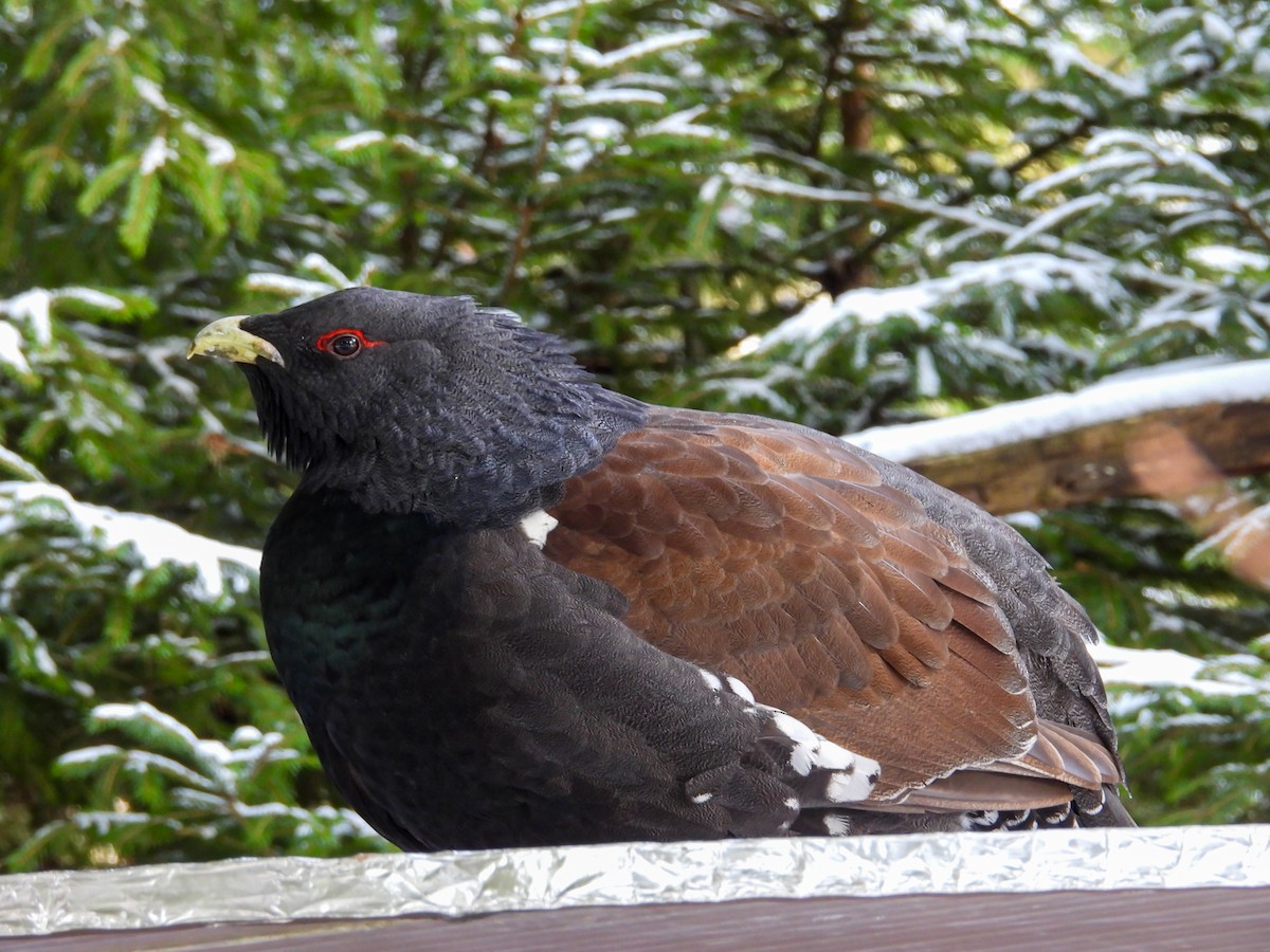 tetřev hlušec - ML647552743