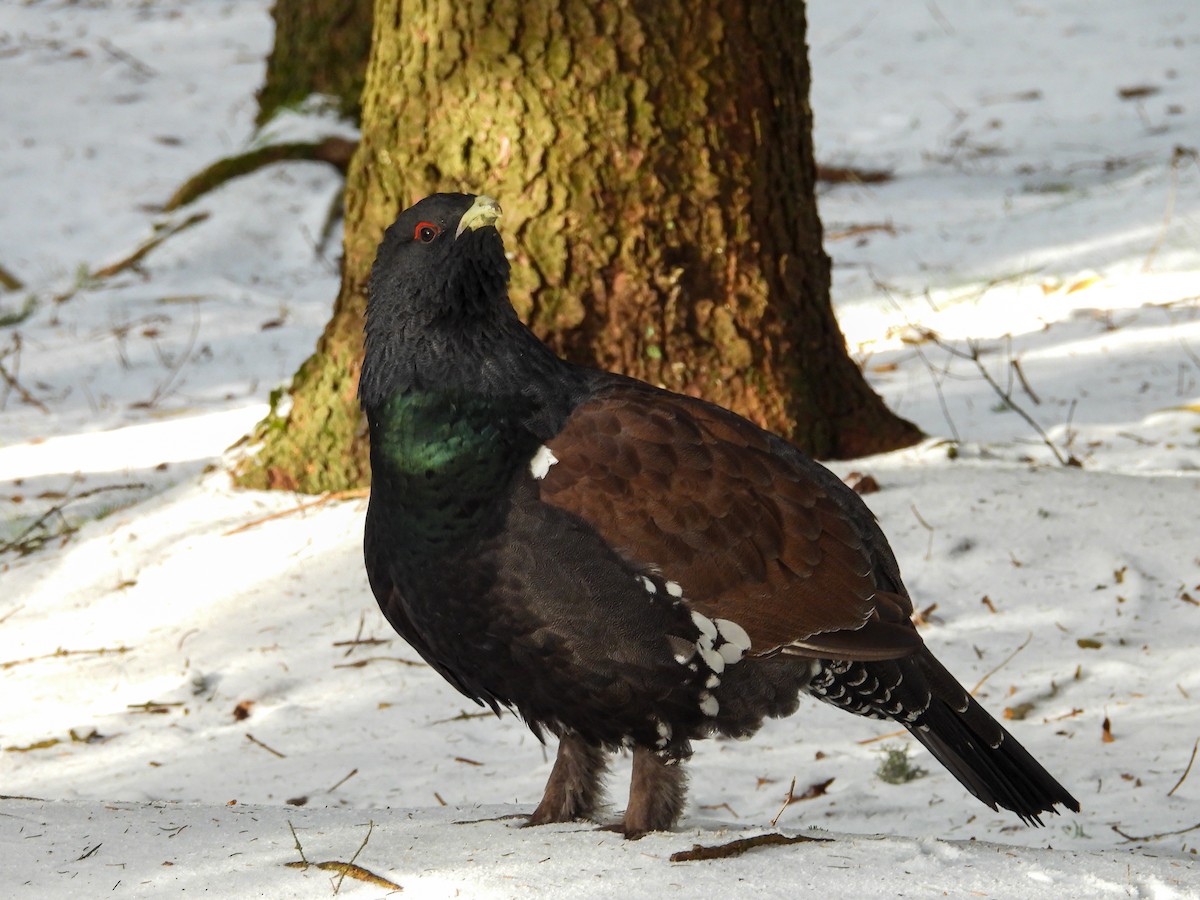 tetřev hlušec - ML647552744