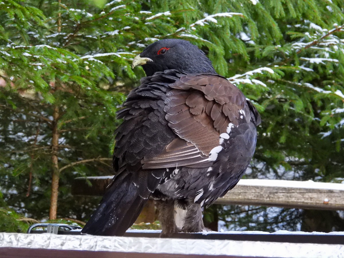 tetřev hlušec - ML647552745