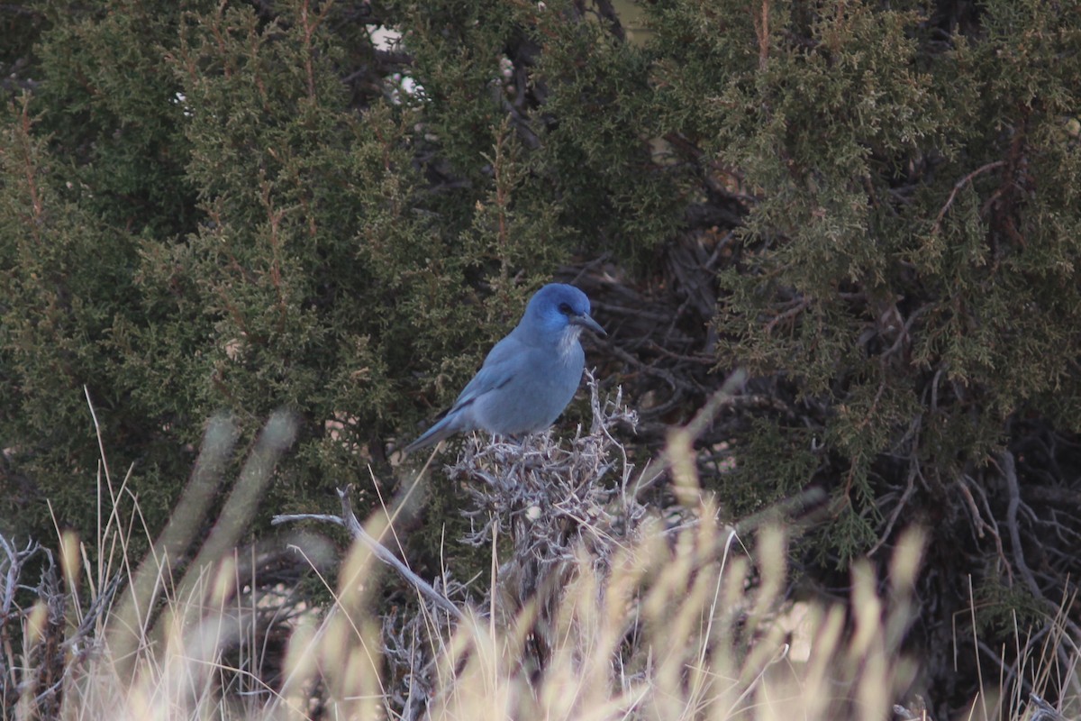 Pinyon Jay - ML647552750