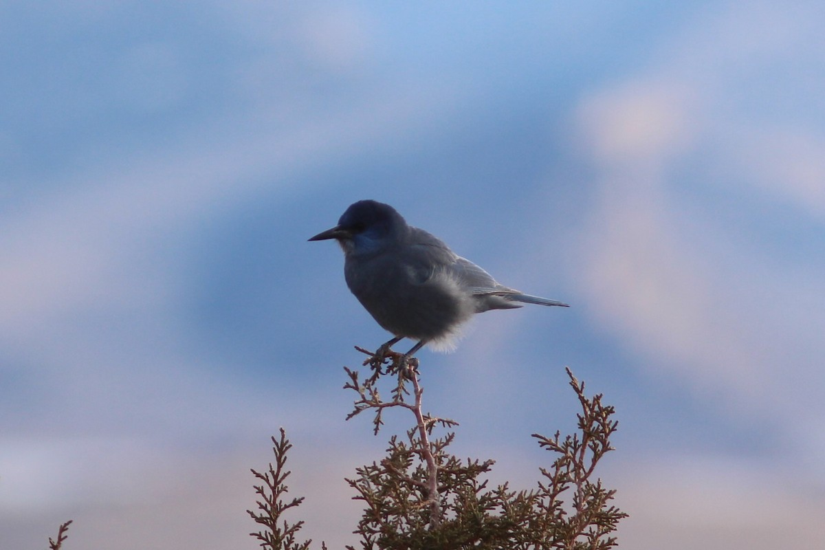 Pinyon Jay - ML647552759