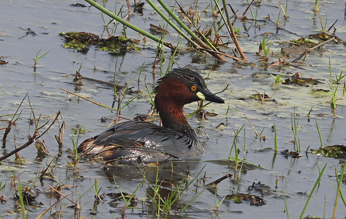 Малая поганка - ML647552763