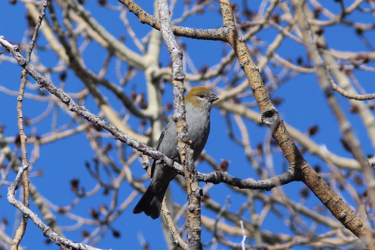 Щур - ML647552772