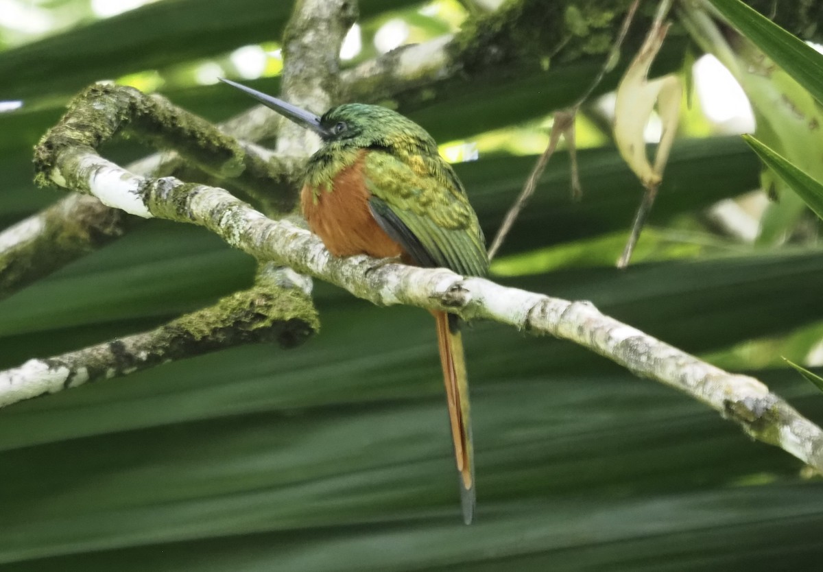 Рыжехвостая якамара - ML647552773