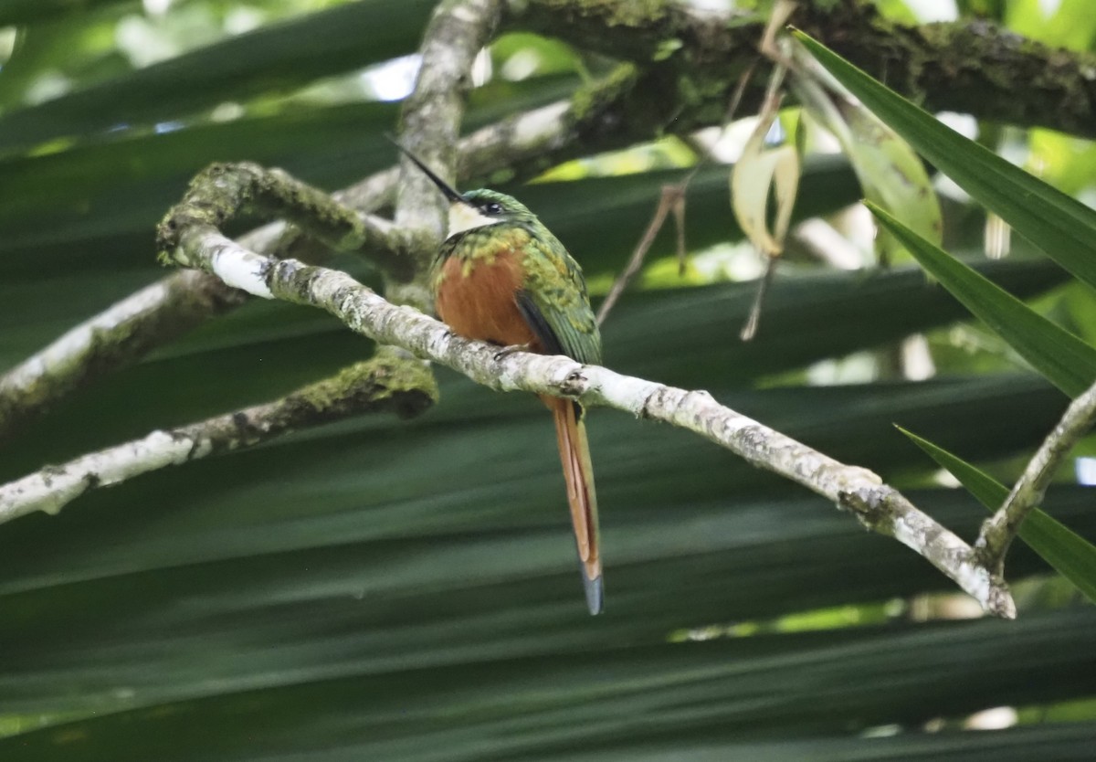 Рыжехвостая якамара - ML647552774