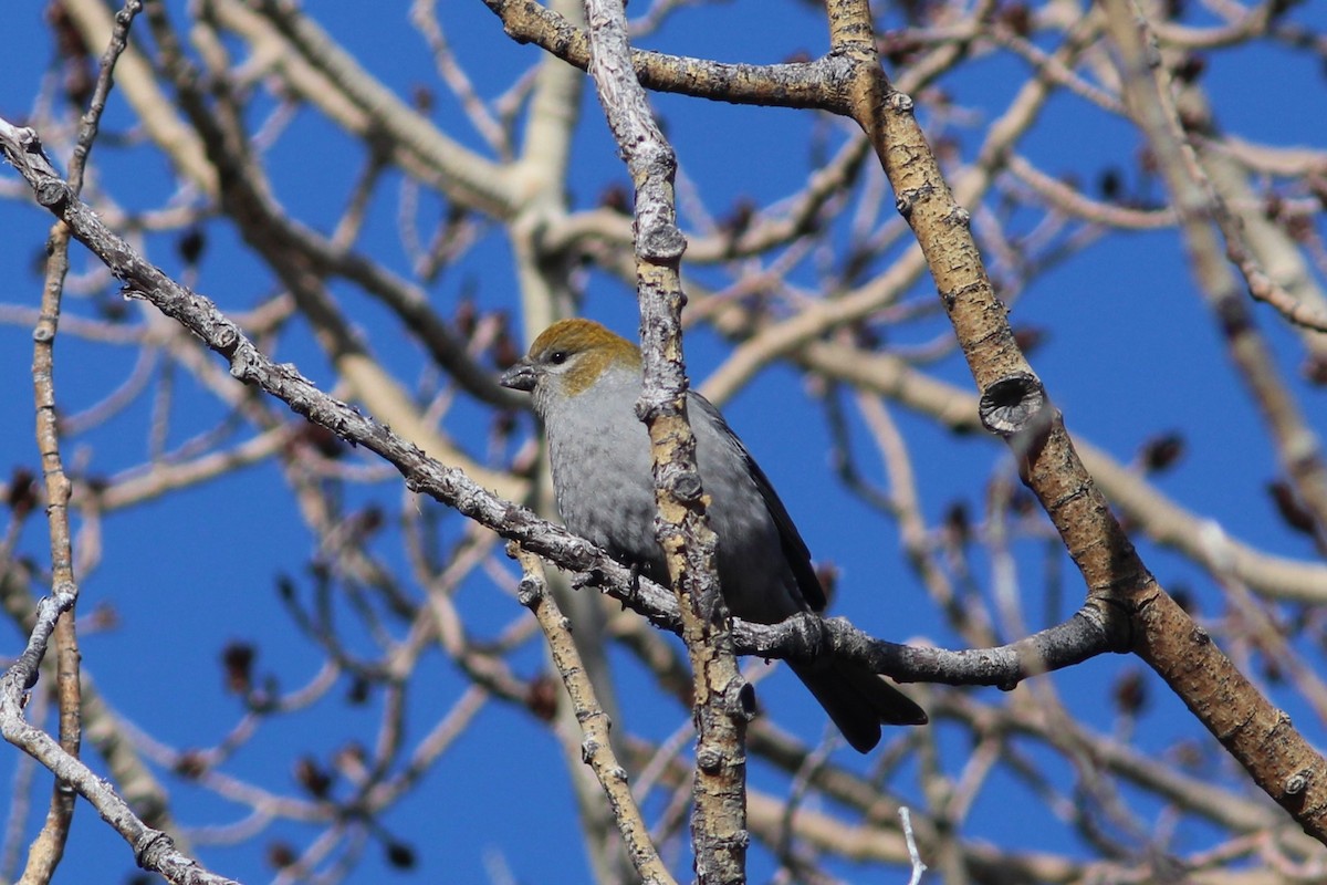 Щур - ML647552777