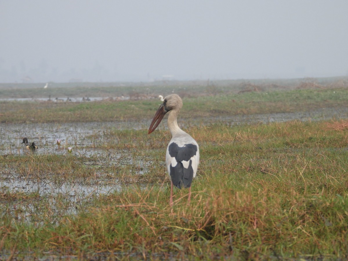 Индийский аист-разиня - ML647552778