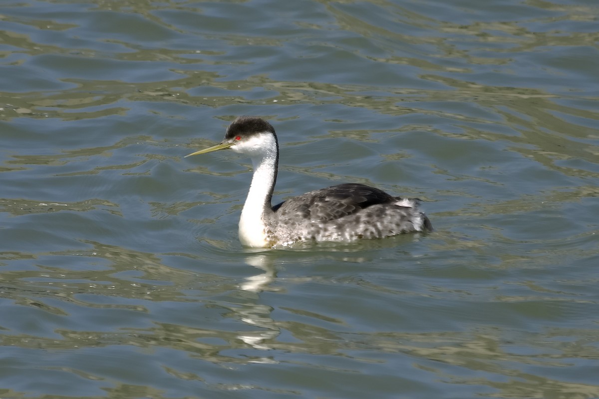 Западная поганка - ML647552779