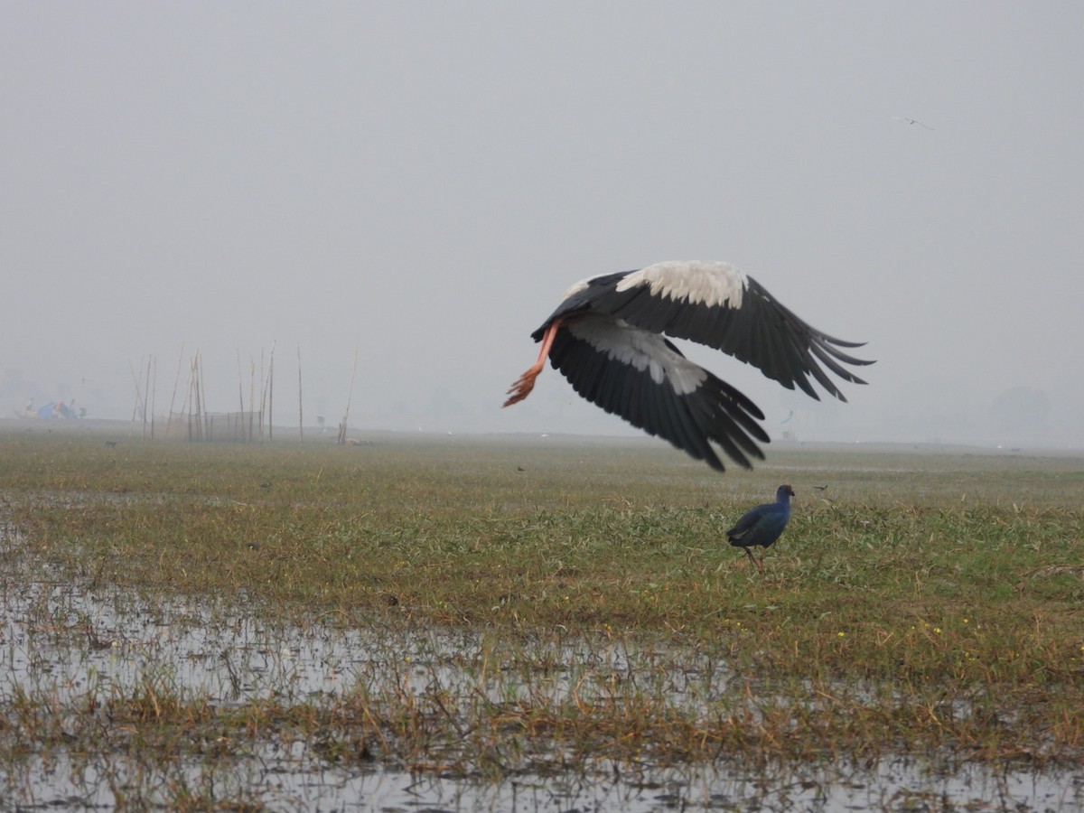 Индийский аист-разиня - ML647552780