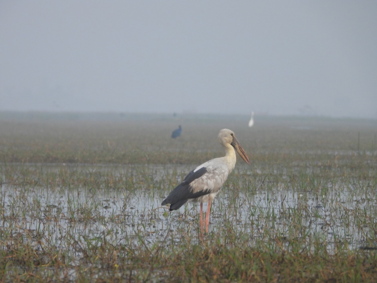 Индийский аист-разиня - ML647552781